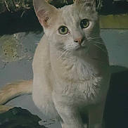 Sunny is registered to the contest to win money with this photo: cat, close_up, curious, dim_light, ears, feline, floor, green_eyes, indoor, looking_at_camera, pet, portrait, sandal, shadow, shoe, sitting, tail, wall, whiskers, white_fur