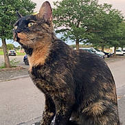 Chanel a rejoint le concours — aidez-le/la à gagner de superbes lots ! cat, tortoiseshell, outdoor, animal, pet, feline, curious, perched, stone, lichen, greenery, trees, parked_cars, sidewalk, evening, sky, ears, whiskers, fur, nature
