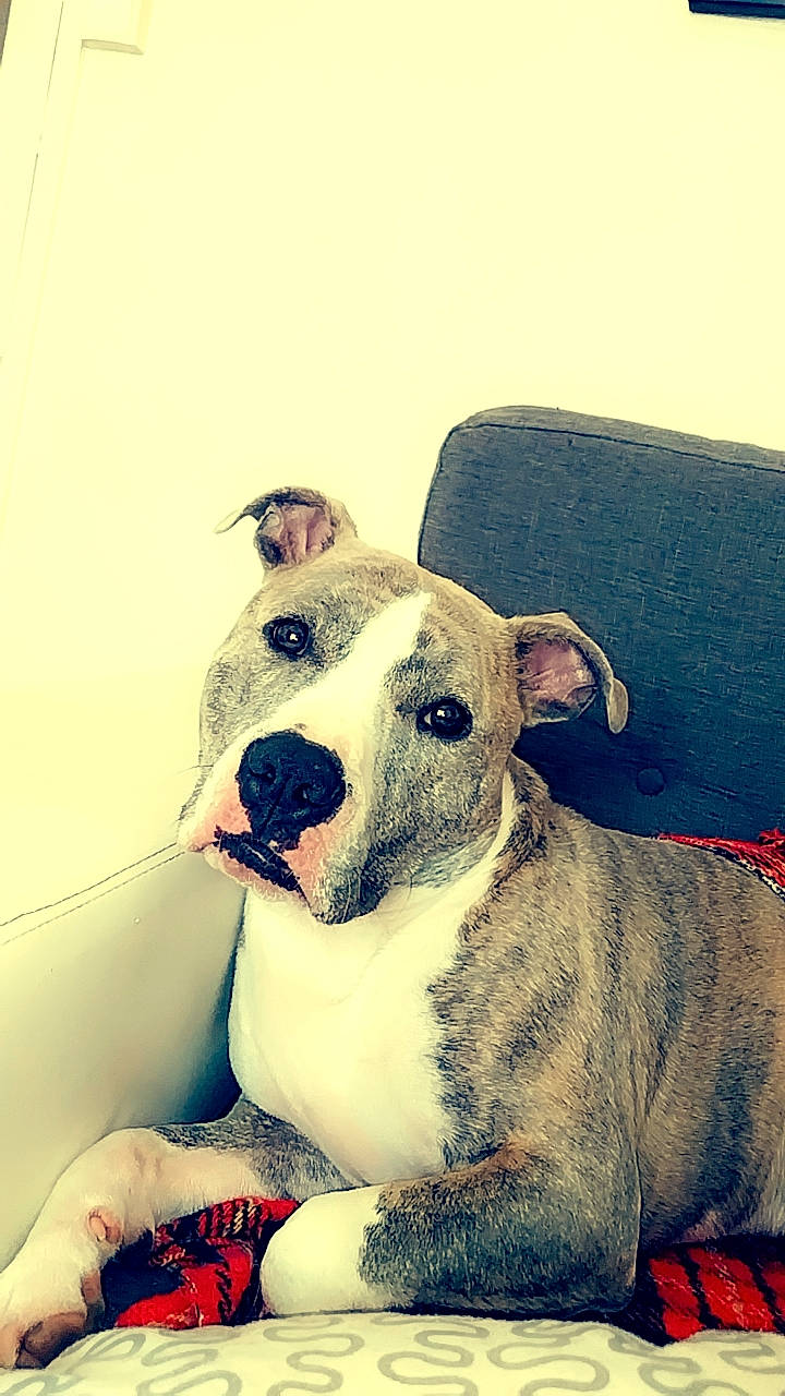 Saiko a rejoint le concours — aidez-le/la à gagner de superbes lots ! art, bull_terrier, canidae, carnivore, collar, comfort, companion_dog, dog, dog_breed, drawing, english_white_terrier, fawn, happy, illustration, paint, painting, snout, sporting_group, terrestrial_animal, working_animal