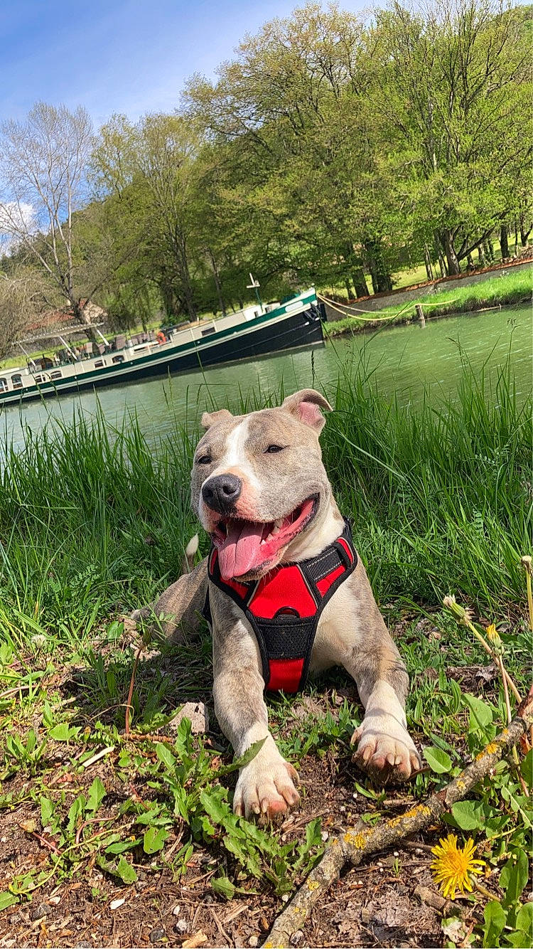 Saiko participe au concours pour gagner de l'argent avec cette photo : canidae, carnivore, collar, companion_dog, dog, dog_breed, dog_collar, dog_supply, fawn, grass, leash, personal_protective_equipment, plant, sky, snout, sporting_group, tail, tree, water, working_animal