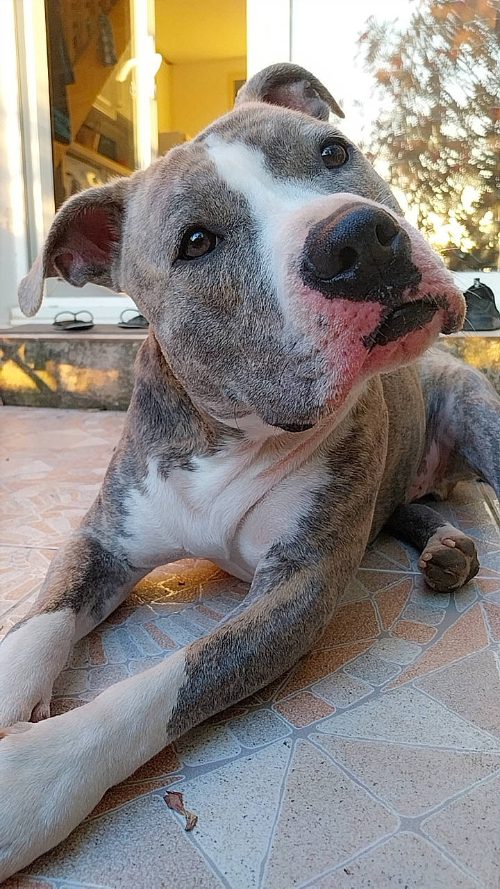 Saiko participe au concours pour gagner de l'argent avec cette photo : canidae, carnivore, collar, companion_dog, dog, dog_breed, fawn, fur, non_sporting_group, sporting_group, terrestrial_animal, tree, whiskers, working_animal, working_dog