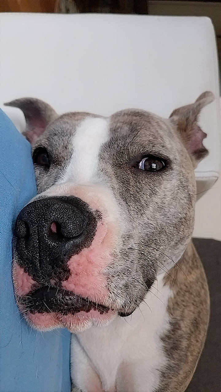 Saiko a rejoint le concours — aidez-le/la à gagner de superbes lots ! canidae, carnivore, collar, companion_dog, dog, dog_breed, ear, fawn, fur, non_sporting_group, pet_supply, snout, sporting_group, whiskers, working_animal, working_dog