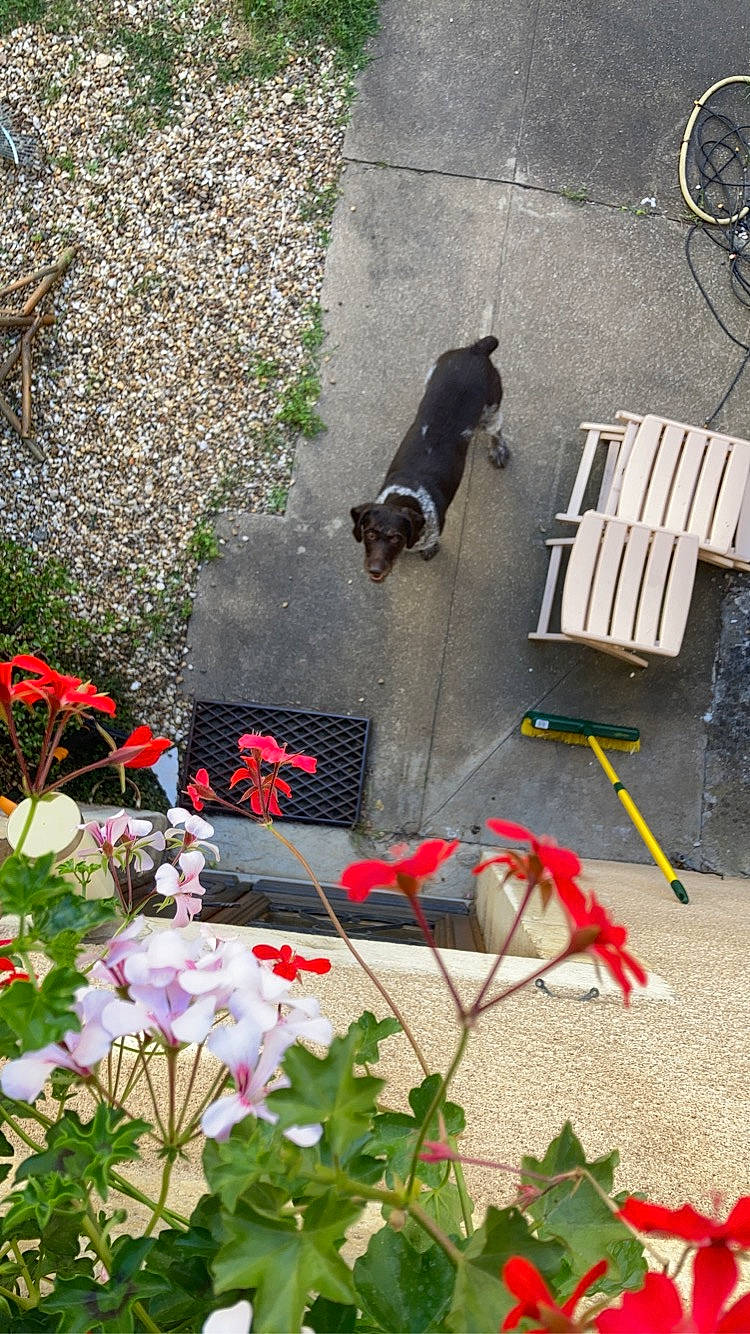 Laika participe au concours pour gagner de l'argent avec cette photo : annual_plant, carmine, carnivore, chair, companion_dog, dog, dog_breed, flooring, flower, flowering_plant, grass, green, groundcover, landscape, petal, plant, shrub, sidewalk, tail, tree