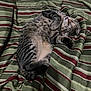 Bean is registered to the contest to win money with this photo: cat, tabby, sleeping, bed, blanket, striped, fur, pet, cozy, relaxed, indoor, animal, whiskers, cute, paw, mammal, resting, domestic, feline, soft