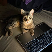 Bean joined the competition — help win amazing prizes! cat, tabby, laptop, keyboard, bed, indoor, curious, animal, pet, night, light, technology, feline, computer, paw, whiskers, eyes, resting, home, soft