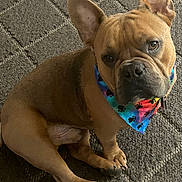 Romell is registered to the contest to win money with this photo: animal, bandana, brown_coat, canine, carpet, companion, cute, dog, domestic_animal, ears_up, french_bulldog, friendly, fur, indoor, looking_up, paw_prints, pet, portrait, sitting, tie_dye