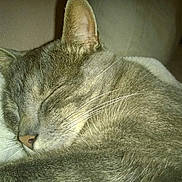 Fripouille participe au concours pour gagner de l'argent avec cette photo :