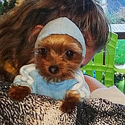 Mozar a rejoint le concours — aidez-le/la à gagner de superbes lots ! dog, puppy, hoodie, clothing, blanket, person, indoor, cute, small_dog, pet, face, fur, window, green_chair, cuddling, cozy, brown_fur, eyeshiny, animal, companion