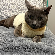 Chai joined the competition — help win amazing prizes! cat, gray_cat, pet, animal, cozy, blanket, bed, pillow, leopard_print, furniture, indoor, cute, fluffy, sweater, resting, fur, whiskers, ears, relaxed, home