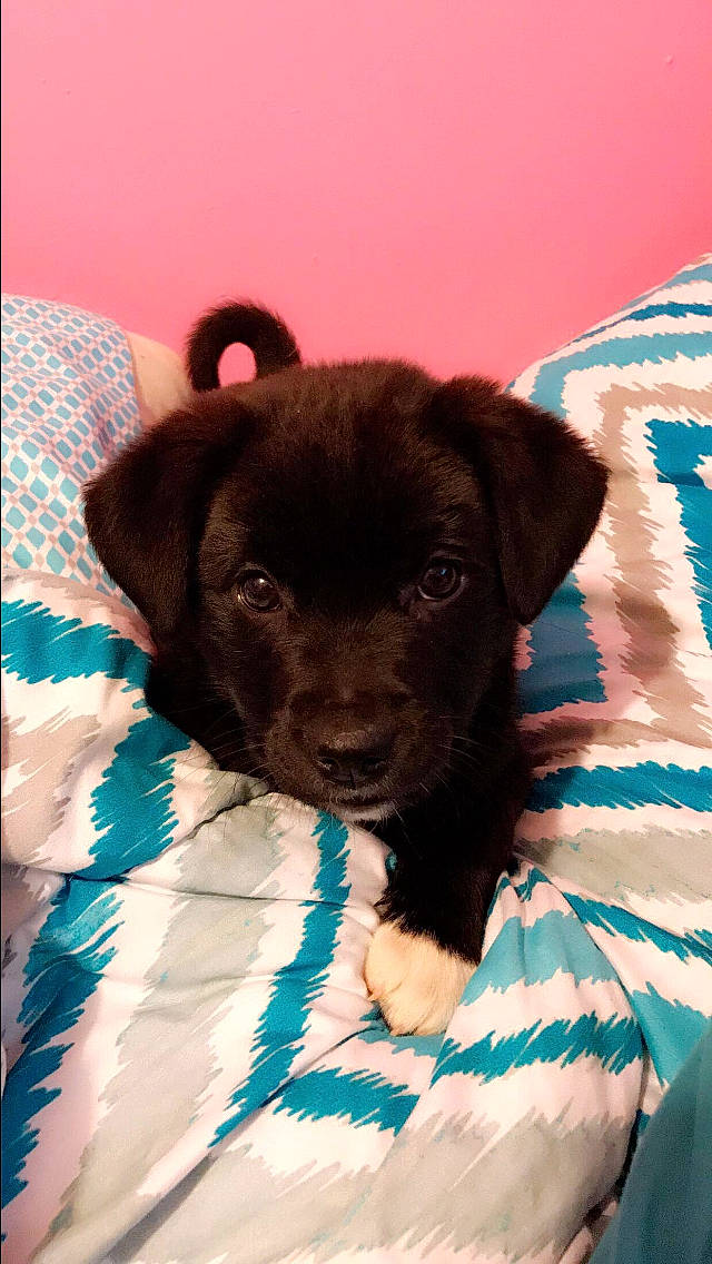 Gracie is registered to the contest to win money with this photo: beagador, borador, canidae, carnivore, companion_dog, dog, dog_breed, labrador_retriever, mammal, patterdale_terrier, puppy, retriever, snout, sporting_group