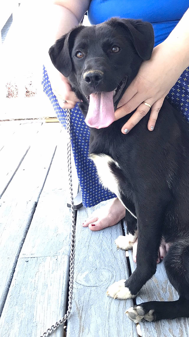 Gracie is registered to the contest to win money with this photo: beagador, borador, canidae, carnivore, companion_dog, dog, dog_breed, hunting_dog, labrador_retriever, mammal, patterdale_terrier, puppy, retriever, snout, sporting_group, vertebrate