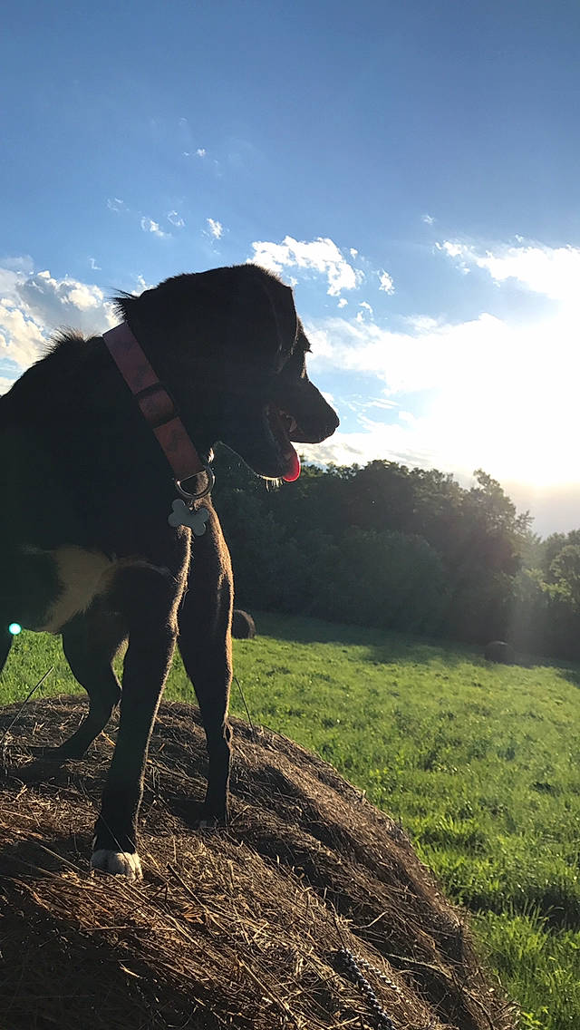 Gracie joined the competition — help win amazing prizes! backlighting, bovine, canidae, cloud, dog, farm, fell, grass, grassland, labrador_retriever, landscape, meadow, mountain, pasture, photography, retriever, sky, sporting_group, sunlight, working_animal