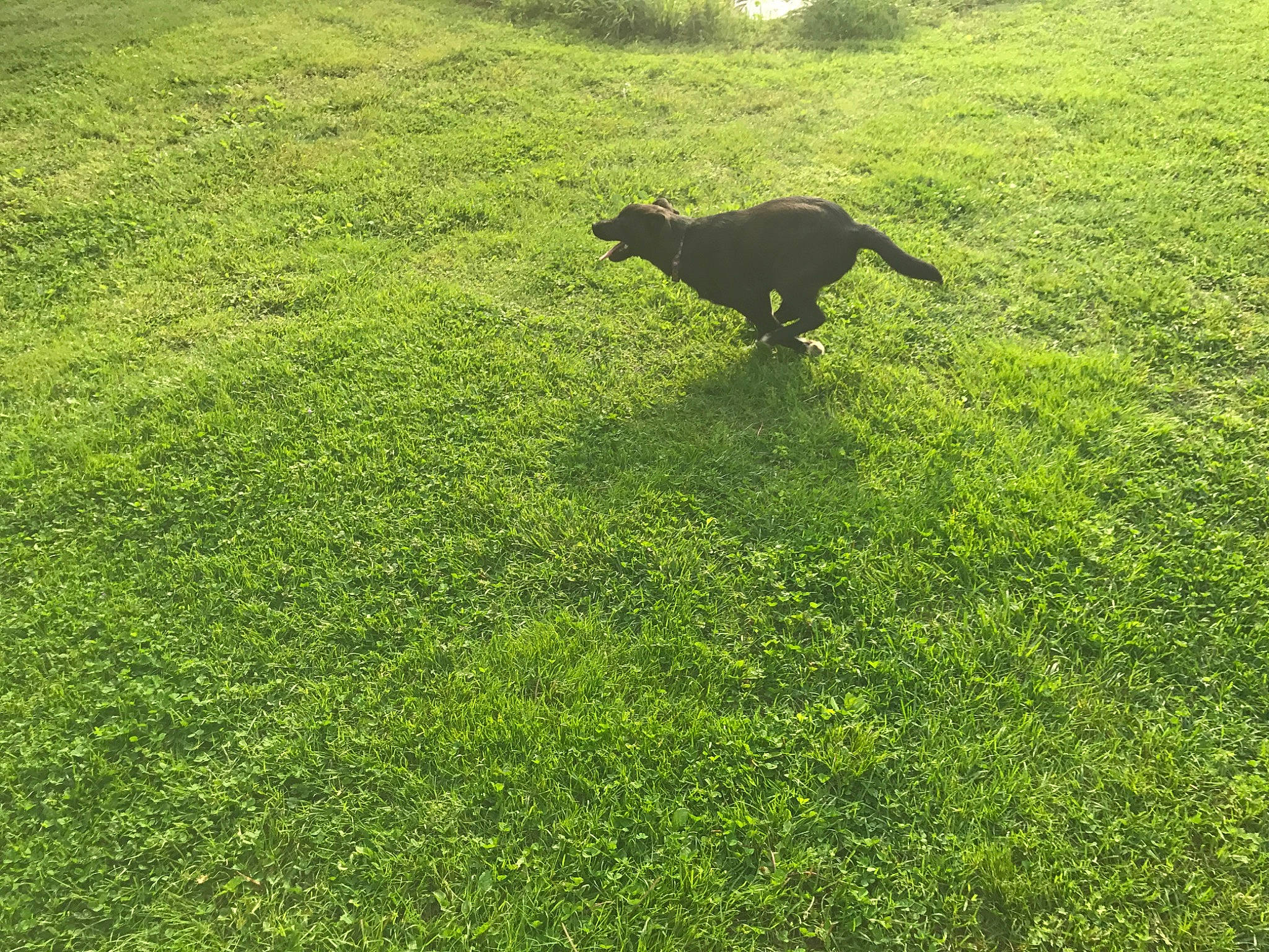 Gracie is registered to the contest to win money with this photo: canidae, carnivore, dog, dog_breed, fodder, grass, grass_family, grassland, green, hunting_dog, lawn, meadow, pasture, plant, shadow, sporting_group