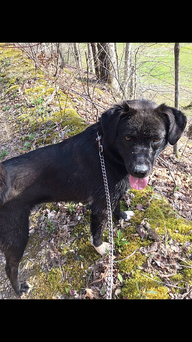 Gracie is registered to the contest to win money with this photo: adventure, borador, canidae, carnivore, dog, dog_breed, guard_dog, hunting_dog, labrador_retriever, mammal, mountain_cur, patterdale_terrier, sporting_group, vertebrate