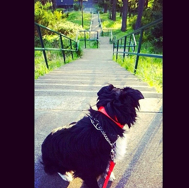 Charlie joined the competition — help win amazing prizes! canidae, carnivore, collar, companion_dog, dog, dog_breed, dog_collar, dog_walking, guard_dog, labradoodle, leash, love, morning, puppy, schnoodle, sky, sporting_group, square, tail