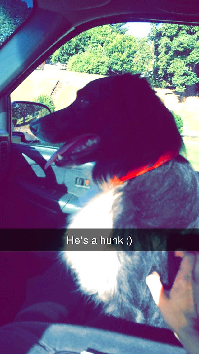 Charlie is registered to the contest to win money with this photo: canidae, car, dog, dog_breed, guard_dog, sporting_group, vehicle_door