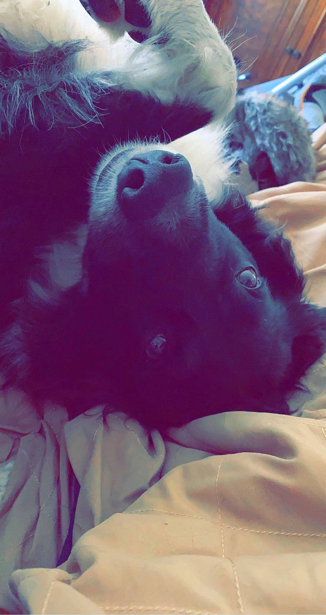 Charlie joined the competition — help win amazing prizes! canidae, companion_dog, non_sporting_group, nose