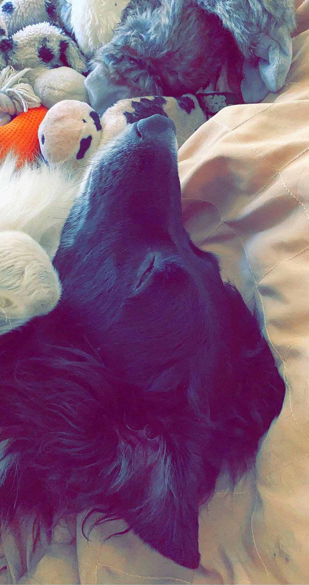 Charlie joined the competition — help win amazing prizes! canidae, fur, hair_coloring, magenta, pink, tail, textile