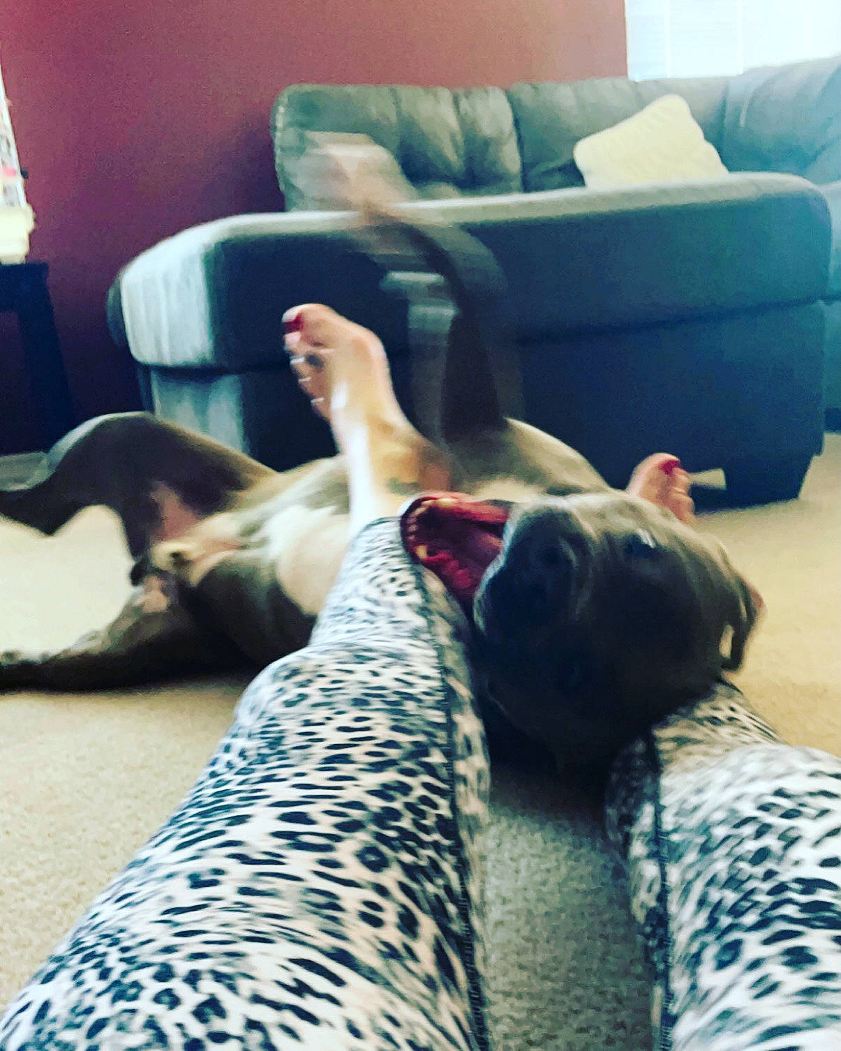 King joined the competition — help win amazing prizes! carnivore, comfort, companion_dog, couch, dog, dog_breed, fawn, felidae, floor, flooring, foot, furniture, hardwood, human_body, human_leg, knee, leg, linens, thigh, wood