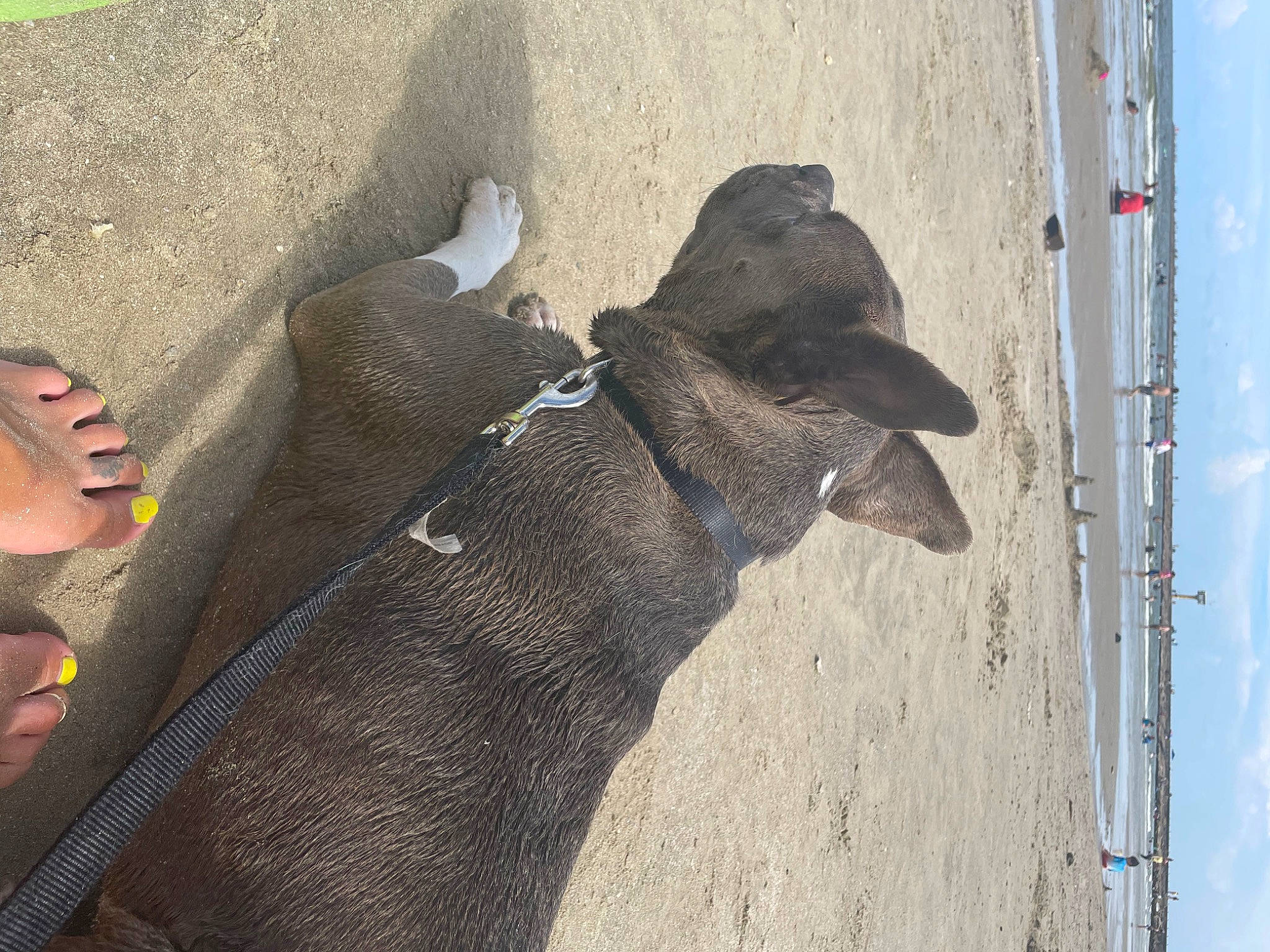 King is registered to the contest to win money with this photo: art, concrete, elephant, elephants_and_mammoths, fashion_accessory, foot, fur, grey, hat, human_leg, indian_elephant, personal_protective_equipment, shadow, sky, snout, sporting_group, terrestrial_animal, wood, working_animal, wrinkle