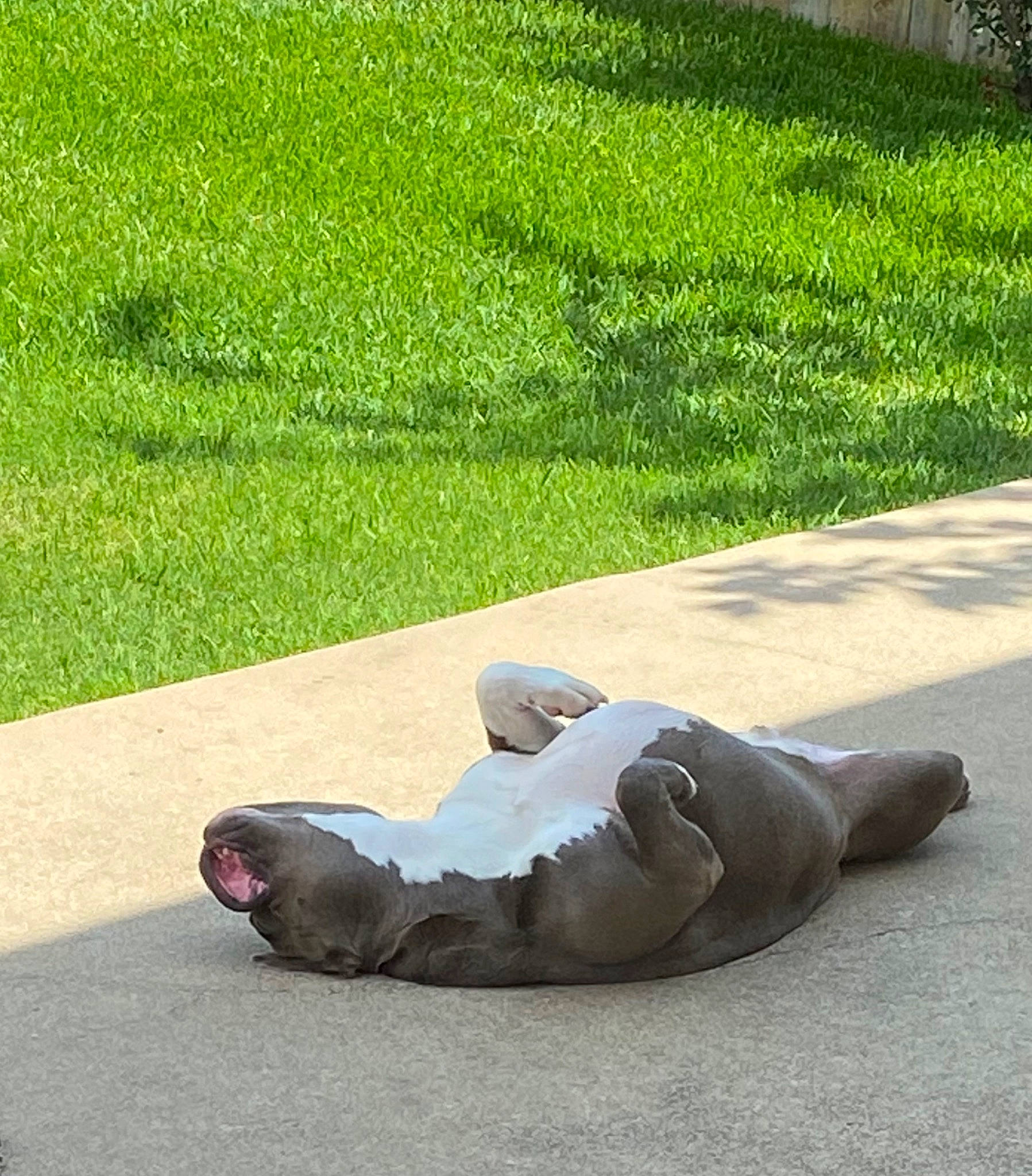 King joined the competition — help win amazing prizes! asphalt, botany, concrete, flooring, foot, grass, grass_family, human_leg, knee, landscape, lawn, leaf, leisure, plant, recreation, road, road_surface, shadow, sidewalk, tree