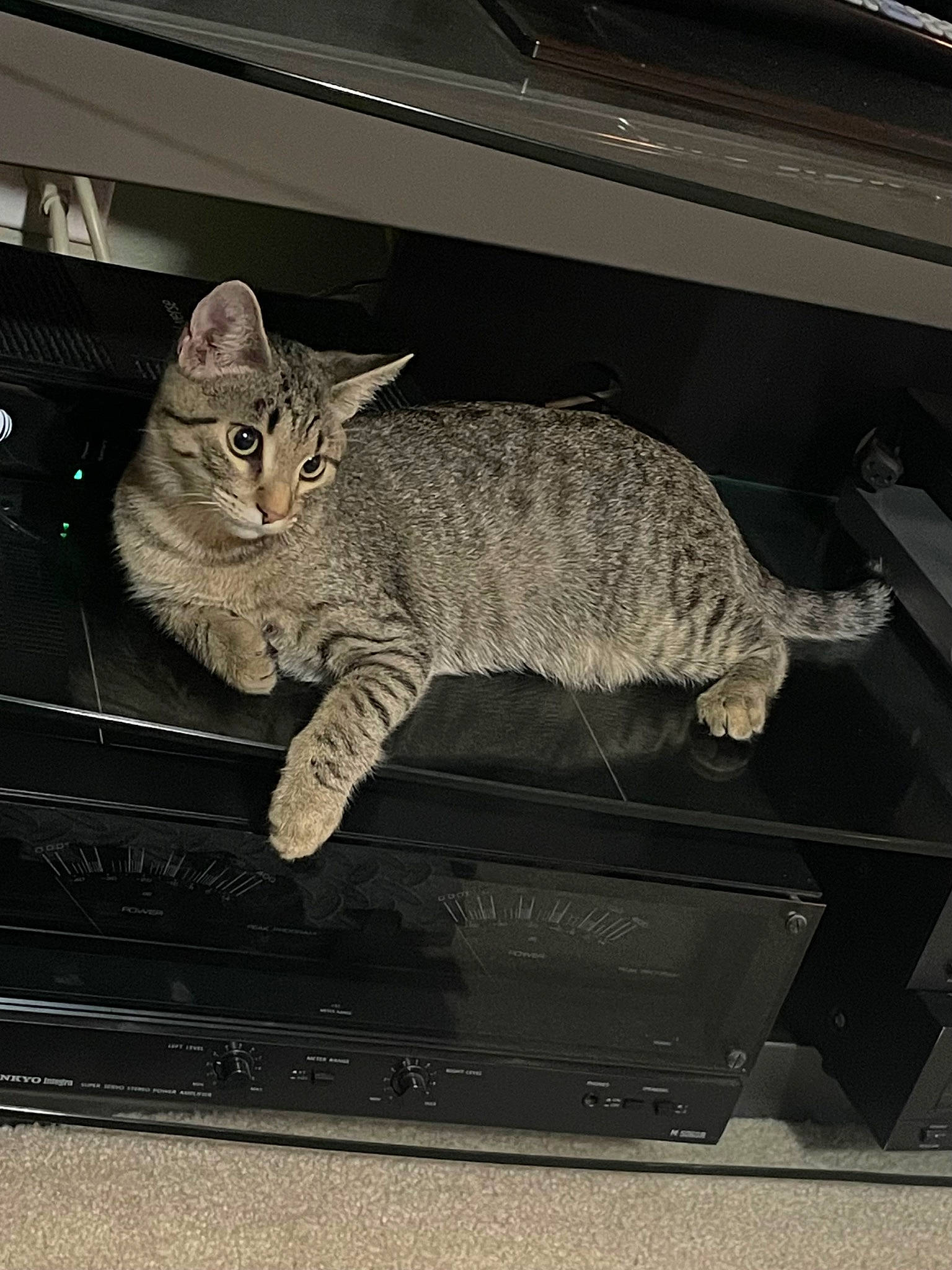 Dracko is registered to the contest to win money with this photo: carnivore, cat, domestic_short_haired_cat, felidae, fur, paw, small_to_medium_sized_cats, snout, tail, terrestrial_animal, whiskers, wildlife