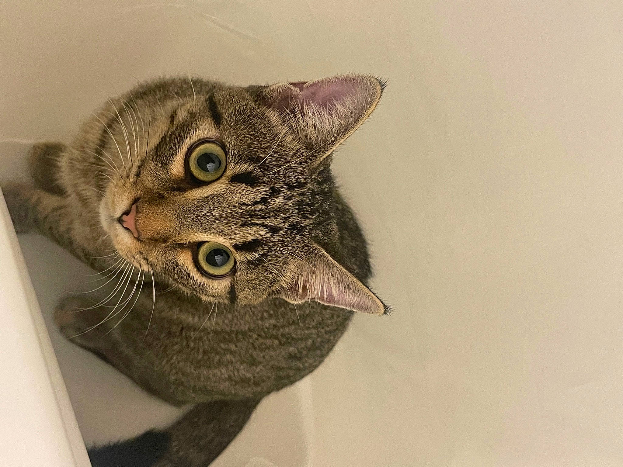 Dracko joined the competition — help win amazing prizes! art, carnivore, cat, creative_arts, domestic_short_haired_cat, door, felidae, fur, illustration, small_to_medium_sized_cats, snout, terrestrial_animal, visual_arts, whiskers, window