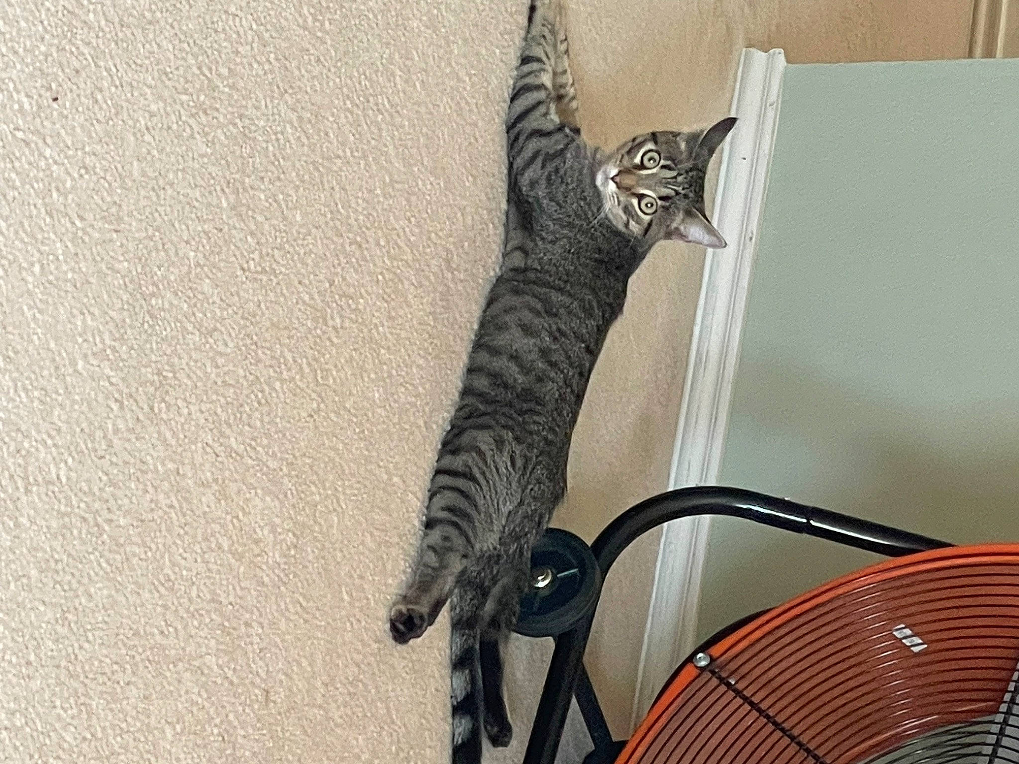 Dracko joined the competition — help win amazing prizes! art, basket, black_cat, canidae, carnivore, cat, comfort, domestic_short_haired_cat, felidae, fur, grey, illustration, room, small_to_medium_sized_cats, snout, tail, toy, whiskers, wicker, wood