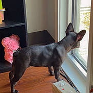 Lucy joined the competition — help win amazing prizes! dog, black_dog, window, wooden_floor, pink_teddy_bear, shelf, heater, indoor, pet, curious, standing, looking_out, daylight, home, cozy, animal, ears_up, quiet, sunlight, corner