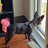 dog, black_dog, window, wooden_floor, pink_teddy_bear, shelf, heater, indoor, pet, curious, standing, looking_out, daylight, home, cozy, animal, ears_up, quiet, sunlight, corner