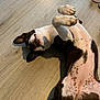 Vaiana a rejoint le concours — aidez-le/la à gagner de superbes lots ! animal, bostonbull, boxer, bulldog, canine, clothing, dog, footwear, frenchbulldog, hardwood, hound, indoors, interiordesign, person, pet, pitbull, puppy, shoe, sleeping, wood