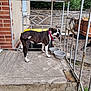 animal, architecture, backyard, bostonbull, boxer, building, bulldog, canine, dog, house, housing, nature, outdoors, pet, pitbull, plant, porch, pottedplant, shelter, yard