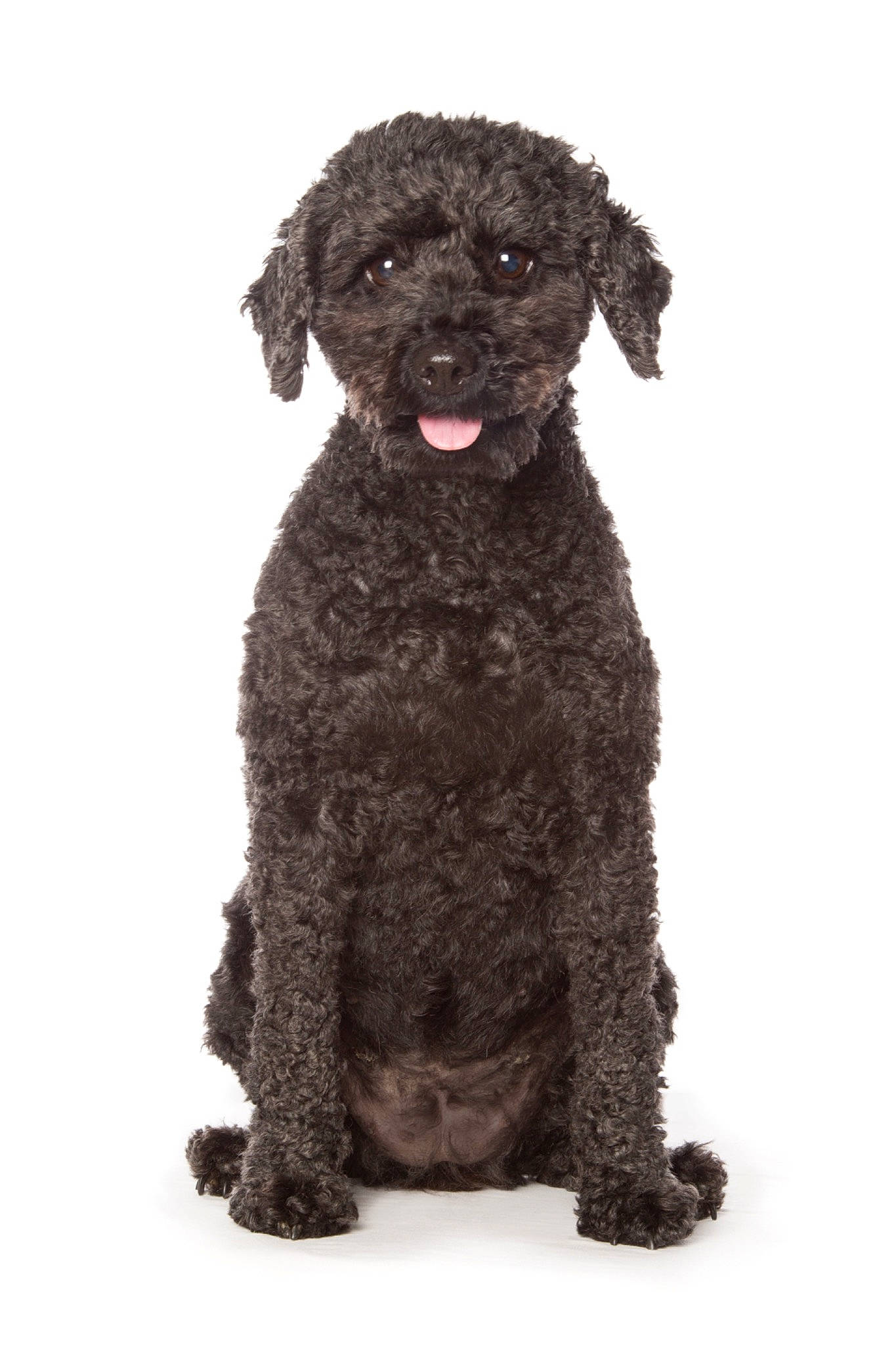 Rey joined the competition — help win amazing prizes! canidae, carnivore, companion_dog, dog, dog_breed, fur, irish_water_spaniel, liver, non_sporting_group, poodle, snout, sporting_group, terrestrial_animal, toy_dog, water_dog, working_animal, working_dog