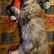 Bazile a rejoint le concours — aidez-le/la à gagner de superbes lots ! kitten, cat, toy, fish_toy, sleeping, hugging, fluffy, gray_cat, pet, indoor, blanket, patterned_blanket, cozy, resting, cute, animal, feline, laying_down, soft, comfort