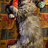 kitten, cat, toy, fish_toy, sleeping, hugging, fluffy, gray_cat, pet, indoor, blanket, patterned_blanket, cozy, resting, cute, animal, feline, laying_down, soft, comfort