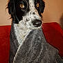 Princesse a rejoint le concours — aidez-le/la à gagner de superbes lots ! amber_eyes, animal, black_and_white, blanket, comfort, companion, couch, cozy, dog, domestic_animal, fur, furry, indoors, looking_away, mammal, pet, portrait, red_couch, snuggled, wrapped