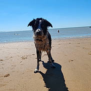 Princesse participe au concours pour gagner de l'argent avec cette photo : animal, beach, daytime, dog, feet, nature, outdoor, person, relaxation, sand, sea, shadow, shore, sky, summer, sunny, swimming, vacation, water, wet