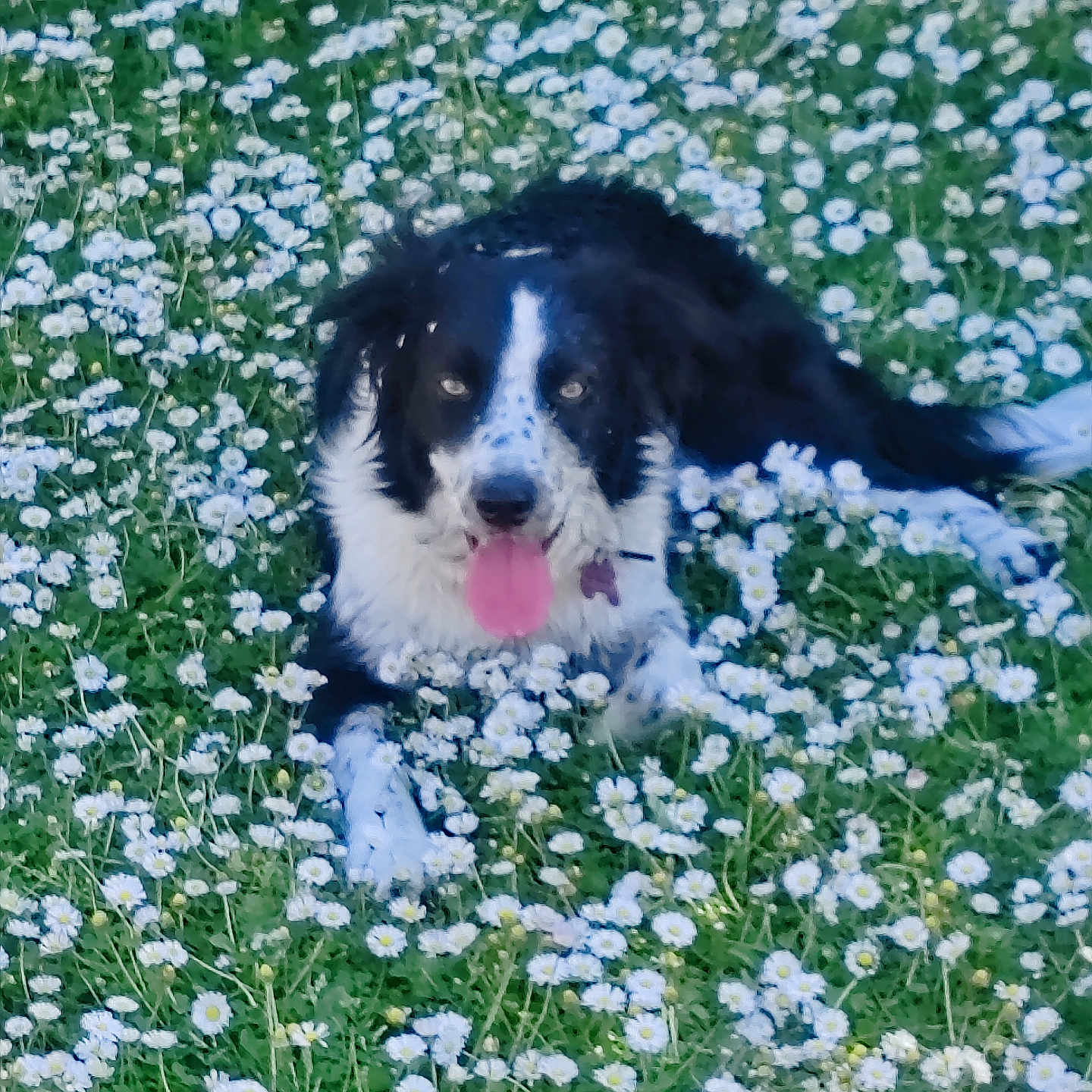 Princesse participe au concours pour gagner de l'argent avec cette photo : animal, black_and_white, canine, cute, daisies, daylight, dog, field, flowers, fur, grass, greenery, happy, lying_down, nature, outdoor, pet, playful, summer, tongue_out