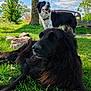 Princesse a rejoint le concours — aidez-le/la à gagner de superbes lots ! animal, bench, black_and_white_dog, black_dog, canine, clouds, daisies, daylight, dog, flowers, grass, greenery, nature, outdoor, park, pet, relaxing, rocks, sunny, tree