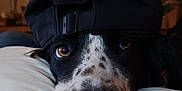 Princesse participe au concours pour gagner de l'argent avec cette photo : animal, black_and_white, brown_eyes, cap, casual, close_up, cozy, cute, dog, face, fur, indoor, laying_down, nostrils, pet, pillow, portrait, relaxed, snout, whiskers
