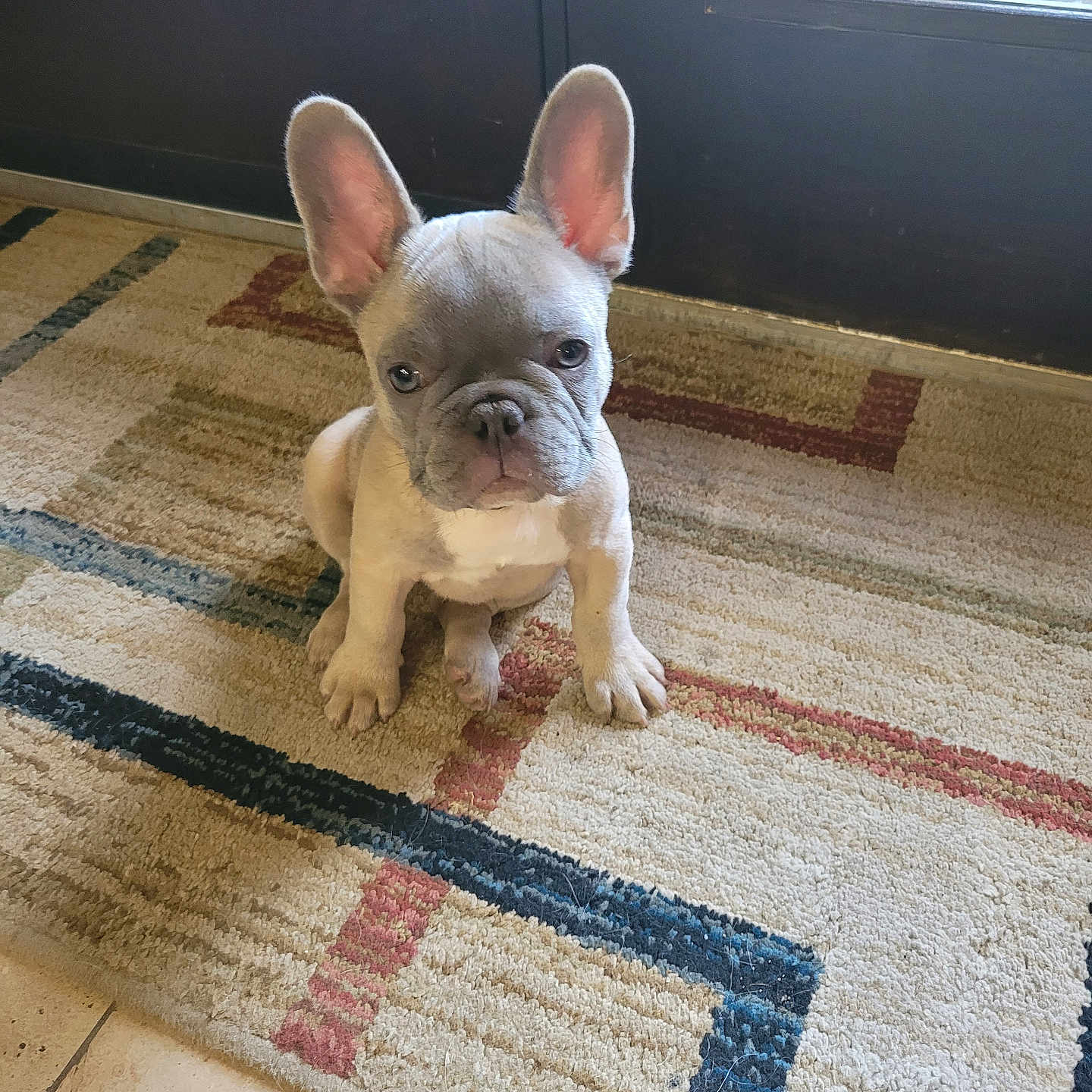Dam Pierre joined the competition — help win amazing prizes! french_bulldog, puppy, dog, indoor, carpet, rug, door, glass, ear, pet, animal, floor, cute, sitting, looking_up, expression, home, light, shadow, tile_floor