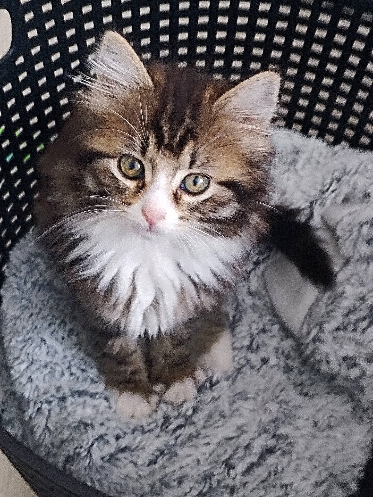 Praline participe au concours pour gagner de l'argent avec cette photo : carnivore, cat, cat_supply, claw, domestic_short_haired_cat, felidae, fur, maine_coon, paw, plant, small_to_medium_sized_cats, snout, terrestrial_animal, whiskers