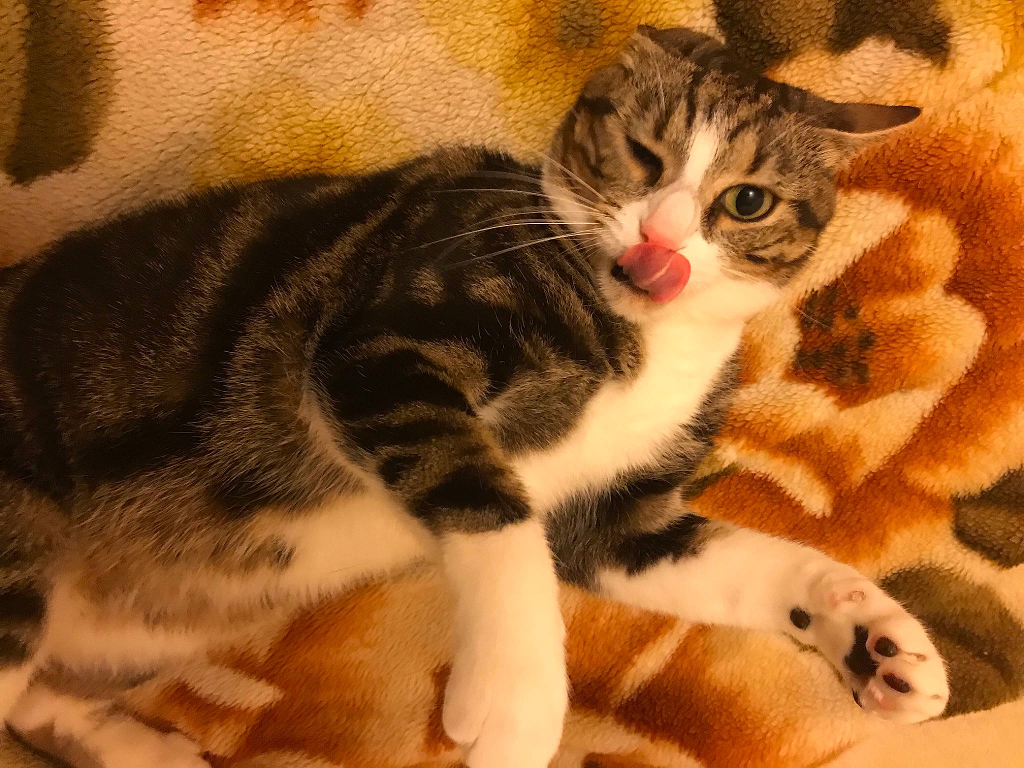 Sherkhan a rejoint le concours — aidez-le/la à gagner de superbes lots ! carnivore, cat, claw, comfort, domestic_short_haired_cat, eye, fawn, felidae, fur, paw, small_to_medium_sized_cats, snout, tail, terrestrial_animal, whiskers, wildlife