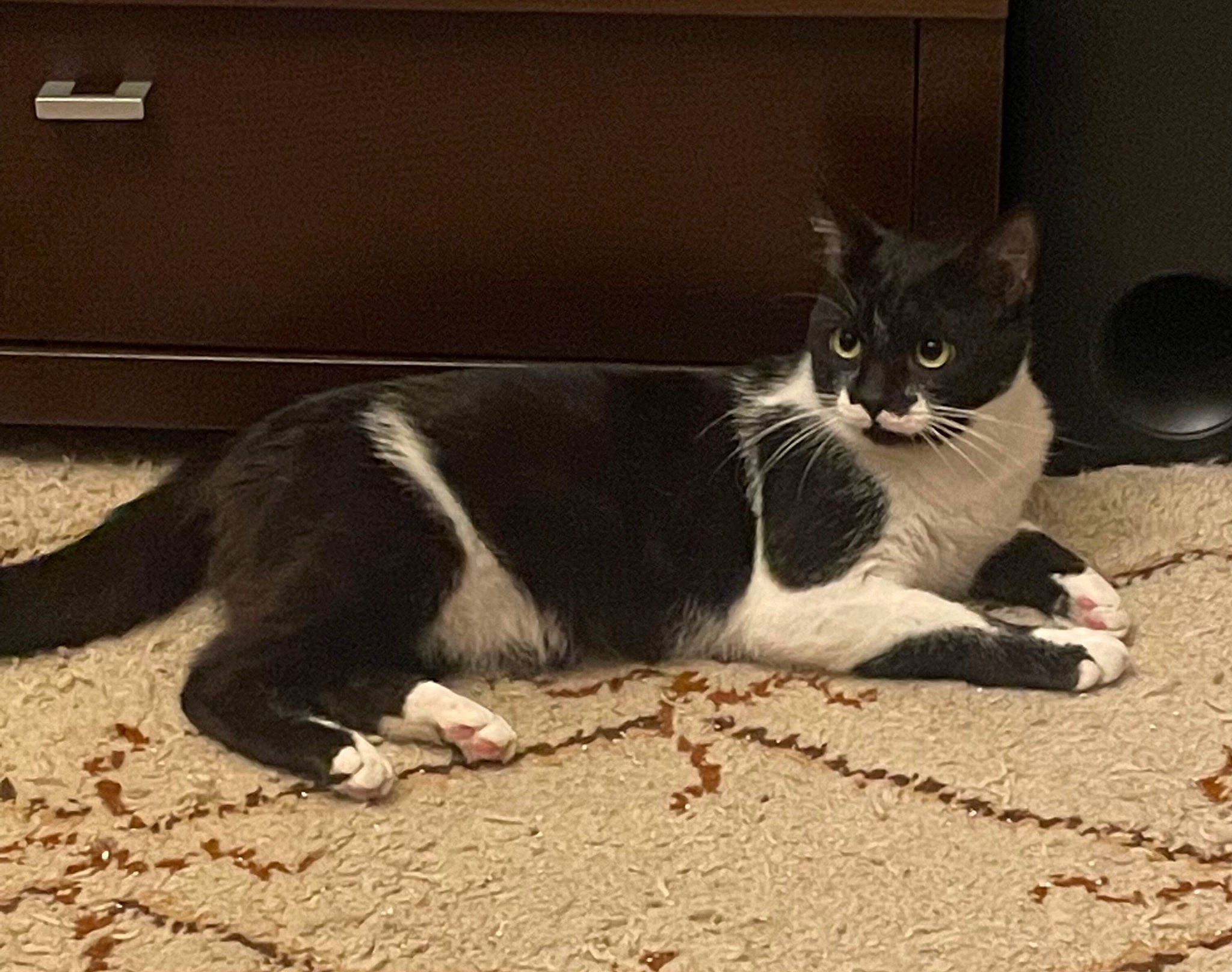 Kenny participe au concours pour gagner de l'argent avec cette photo : carnivore, cat, claw, comfort, domestic_short_haired_cat, felidae, flooring, foot, fur, grey, human_leg, mammal, paw, sitting, small_to_medium_sized_cats, snout, tail, terrestrial_animal, vertebrate, whiskers