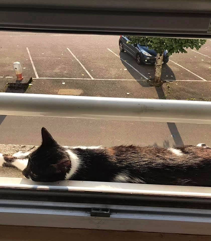 Kenny participe au concours pour gagner de l'argent avec cette photo : asphalt, automotive_design, automotive_exterior, automotive_lighting, automotive_mirror, automotive_tire, car, carnivore, cat, felidae, land_vehicle, motor_vehicle, road_surface, small_to_medium_sized_cats, tire, vehicle_door, wheel, whiskers, window, wood