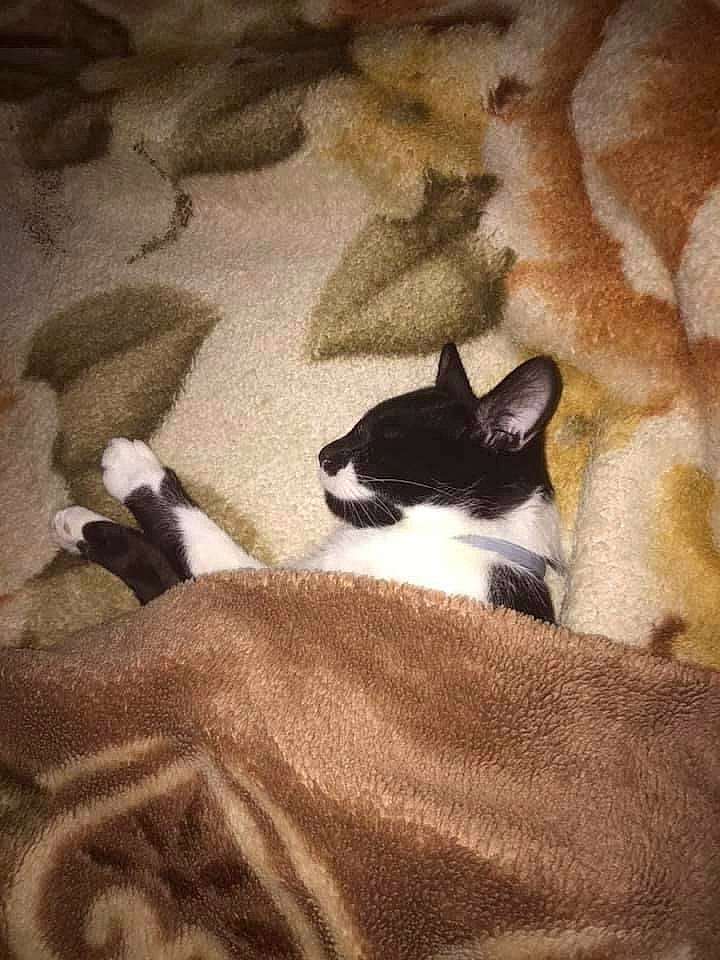 Kenny participe au concours pour gagner de l'argent avec cette photo : brown, carnivore, cat, comfort, domestic_short_haired_cat, fawn, felidae, flooring, fur, grey, hardwood, linens, room, sand, small_to_medium_sized_cats, tail, tints_and_shades, tree, whiskers, wood