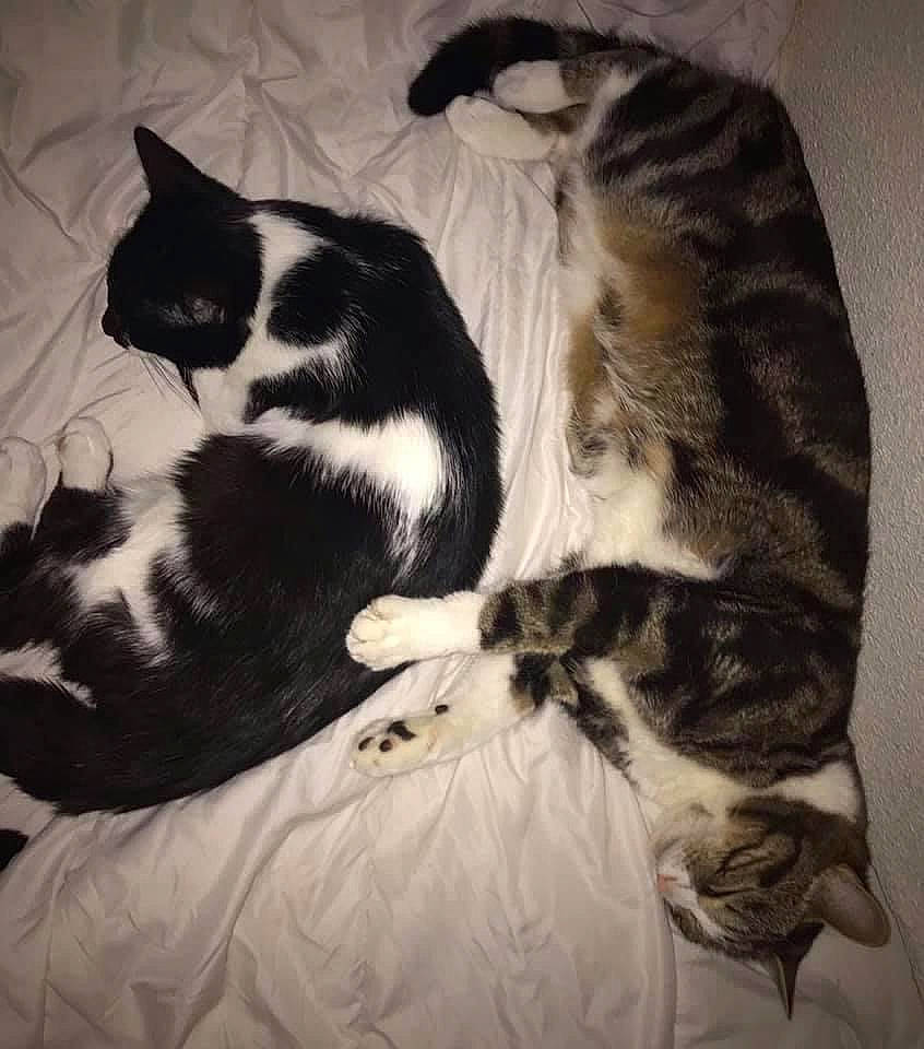 Kenny a rejoint le concours — aidez-le/la à gagner de superbes lots ! carnivore, cat, cloud, comfort, dog_breed, domestic_short_haired_cat, felidae, flooring, fur, grey, linens, nap, pattern, paw, sleep, small_to_medium_sized_cats, snout, tail, terrestrial_animal, whiskers