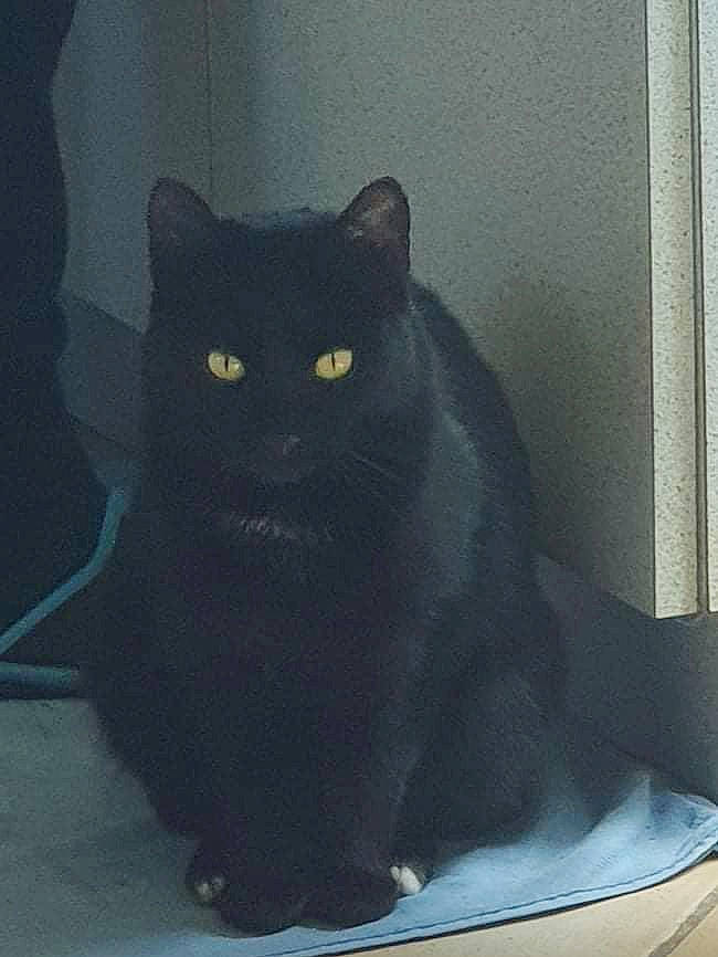 Pistane participe au concours pour gagner de l'argent avec cette photo : black_cat, bombay, carnivore, cat, cat_supply, domestic_short_haired_cat, felidae, fixture, fur, grey, sitting, small_to_medium_sized_cats, snout, stairs, tail, whiskers, window