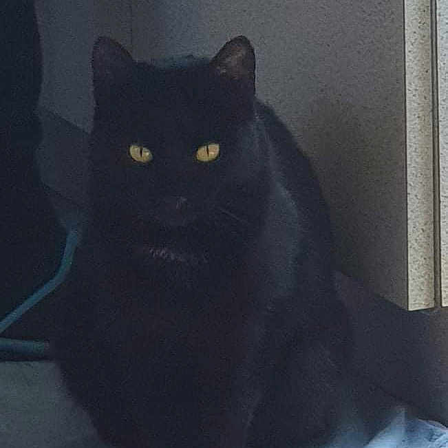 Pistane participe au concours pour gagner de l'argent avec cette photo : abyssinian, animal, blackcat, cat, egyptiancat, manx, pet