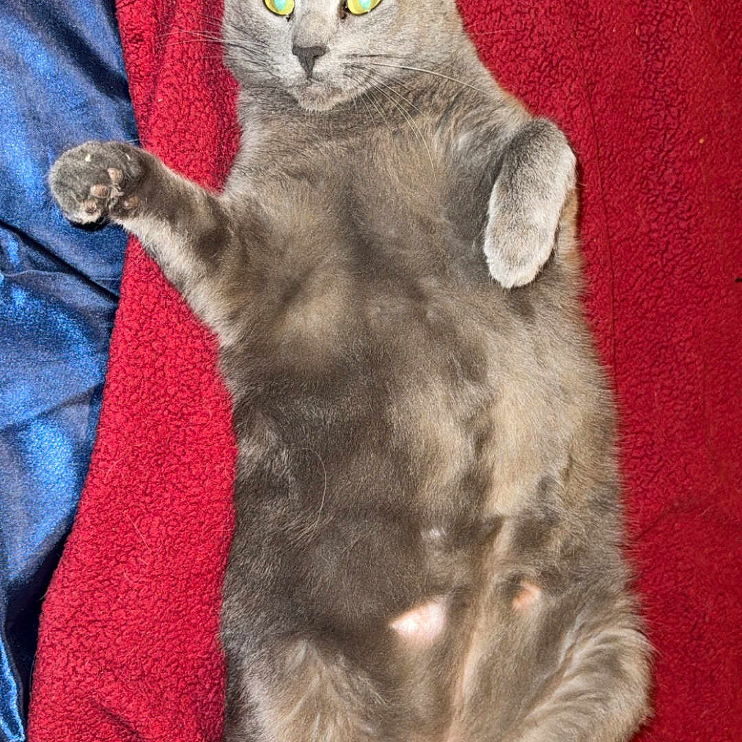 Ash